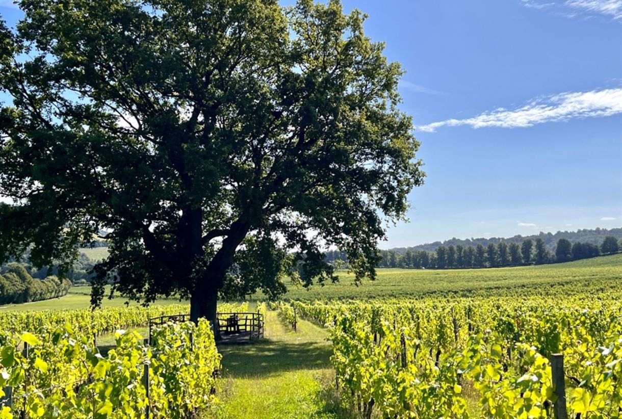 Denbies Wine Estate